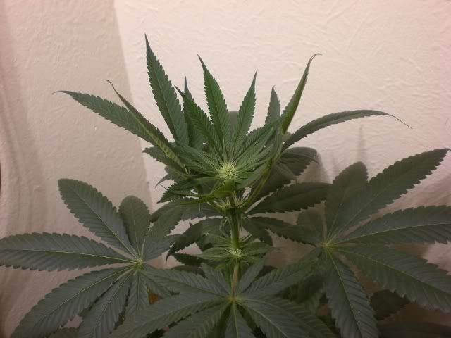 twistedleaf2.jpg