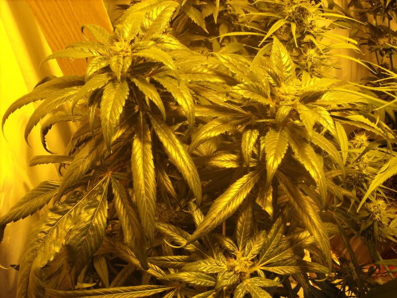 plants17002.jpg