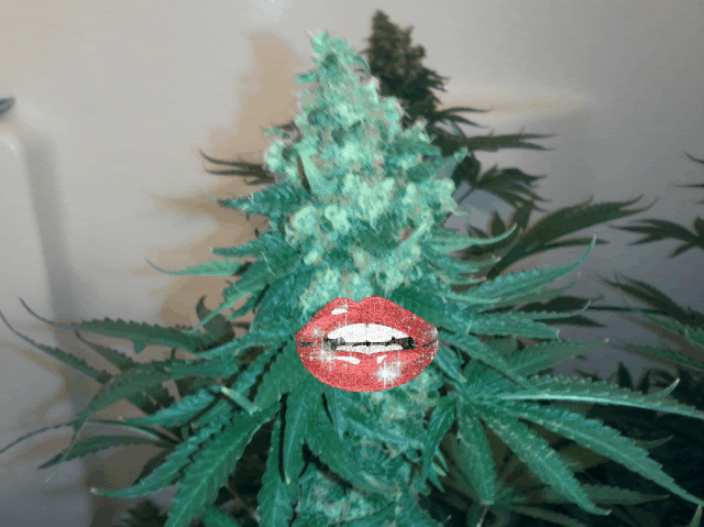 SageClaustrum8weeksflower014-1.gif