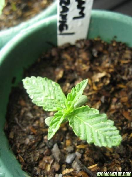 motherseedlings_Agst18_002.jpg