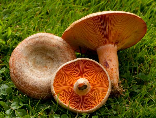 lactarius-deliciosus6.jpg