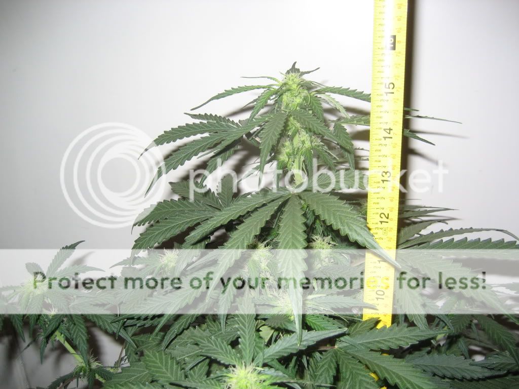 week5f.jpg
