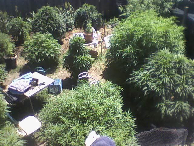 garden.jpg