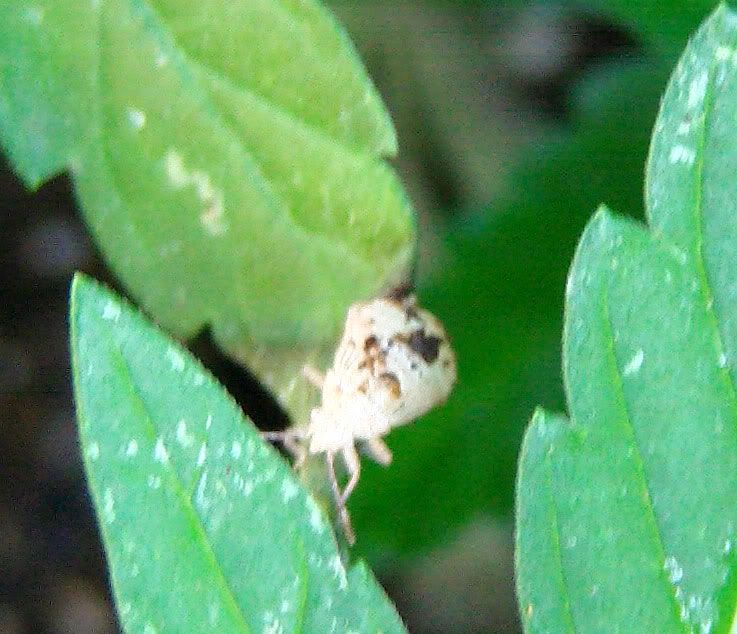 PIC_0066.jpg