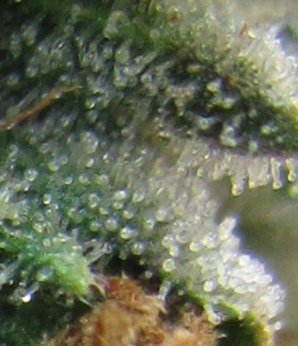 7030567133_cc62d2ff33.jpg