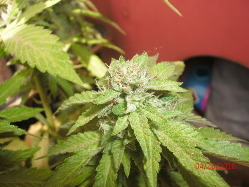GEDC0987.jpg