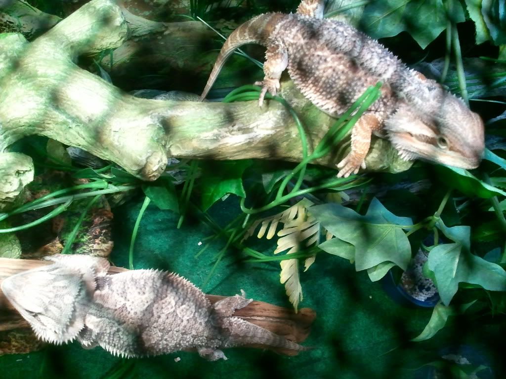 2011-07-18135557.jpg