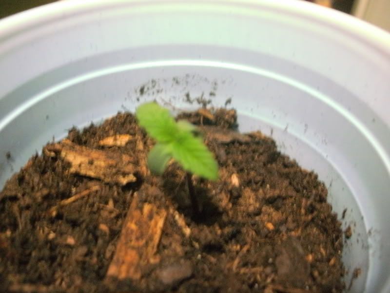 NewSprout.jpg