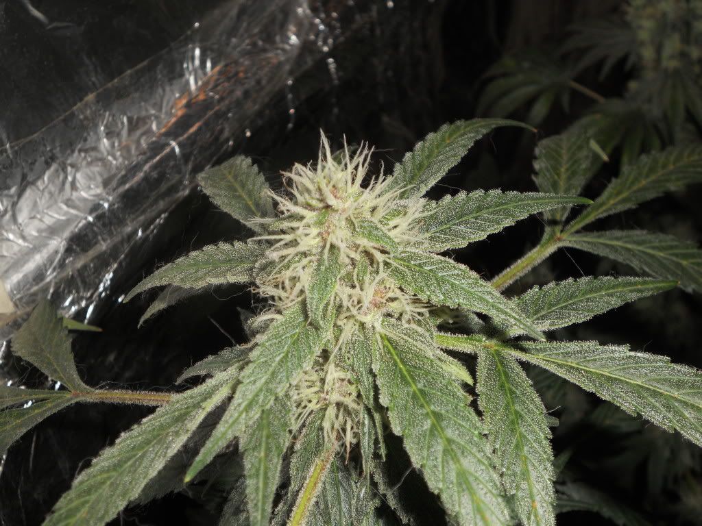 DSCN5720.jpg