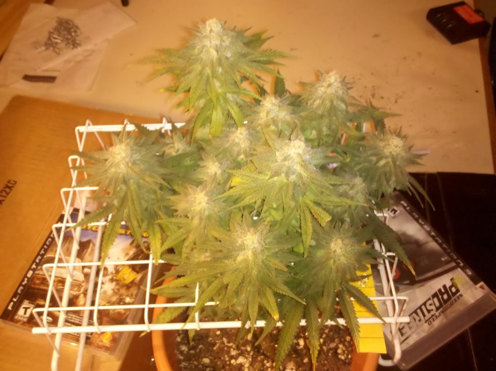 1-7-111.jpg