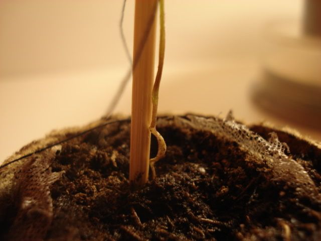DSC00011.jpg