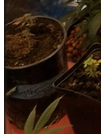 pkushdec3.png