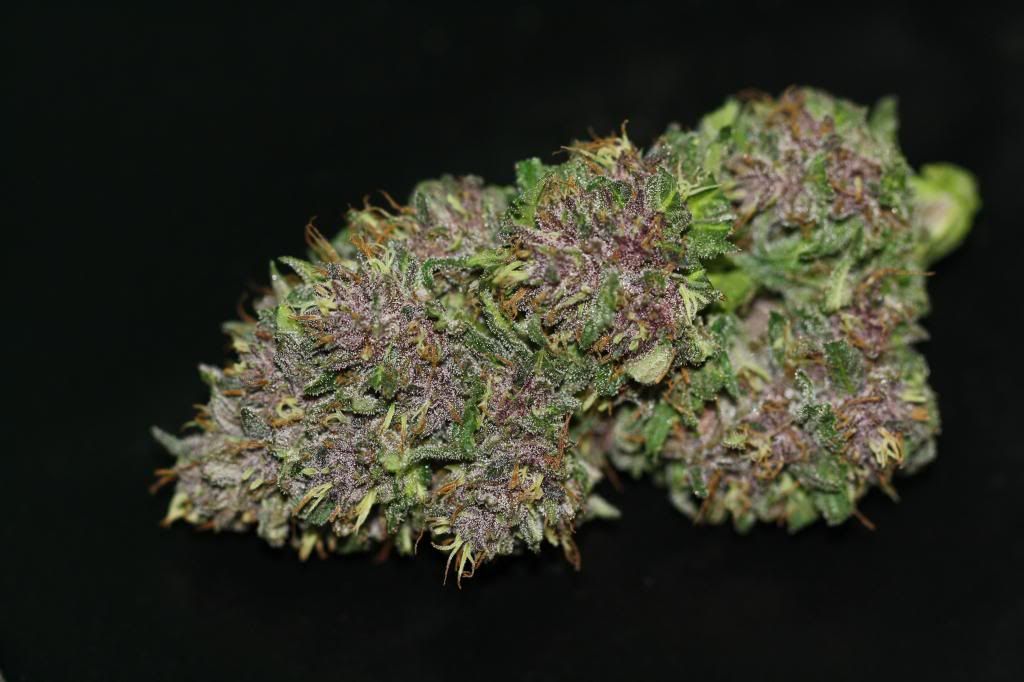 kf92613bud.jpg