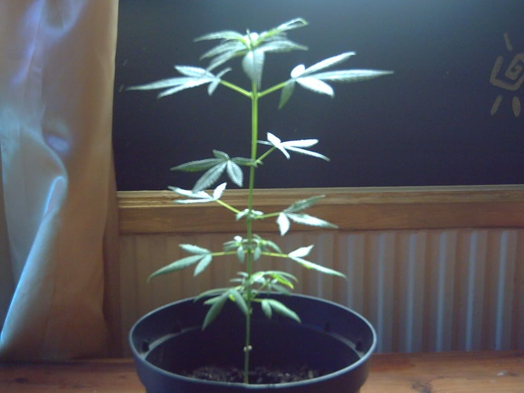 PICT0157.jpg