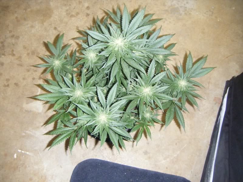 DSCF8276.jpg
