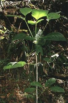 220px-Kratomtree.jpg