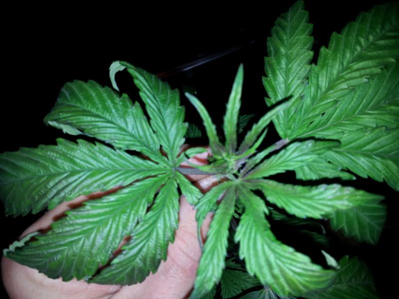 20111228_171713-1.jpg