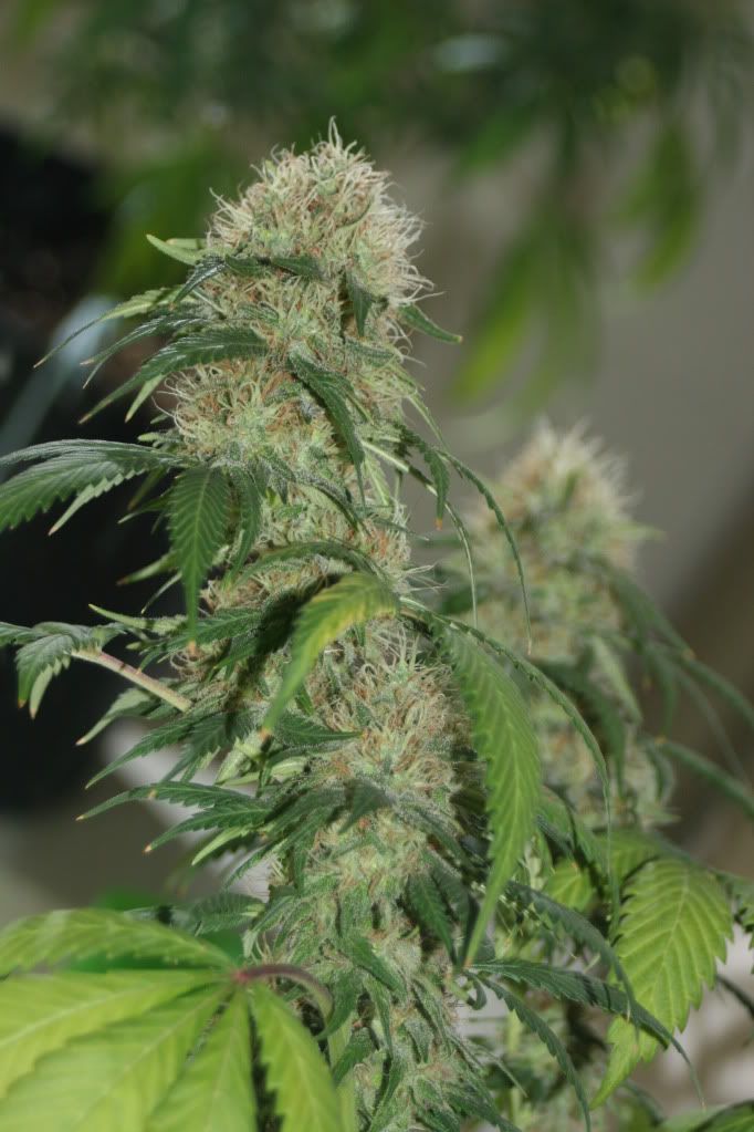 frosty013.jpg