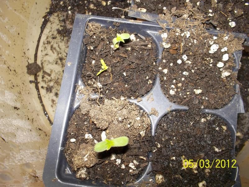 seedlings001-2.jpg