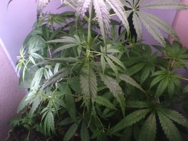 pic012008_2.jpg