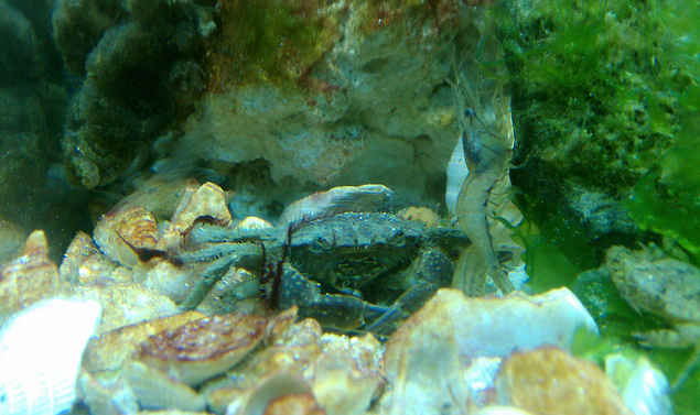 greencrab.png