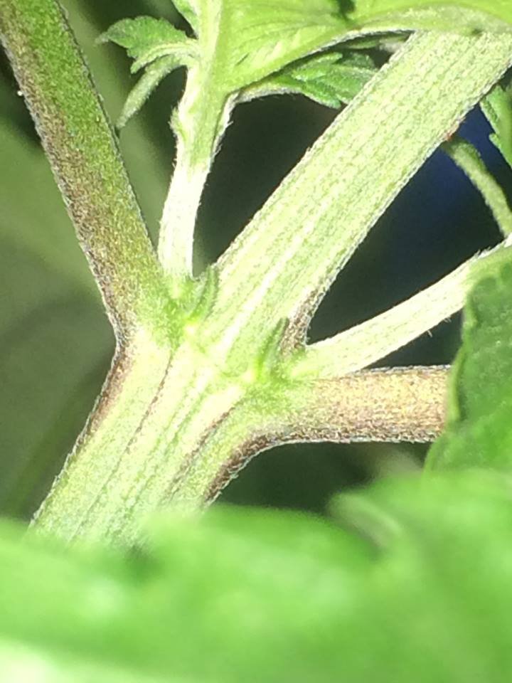 Preflower_Early_Durban.jpg