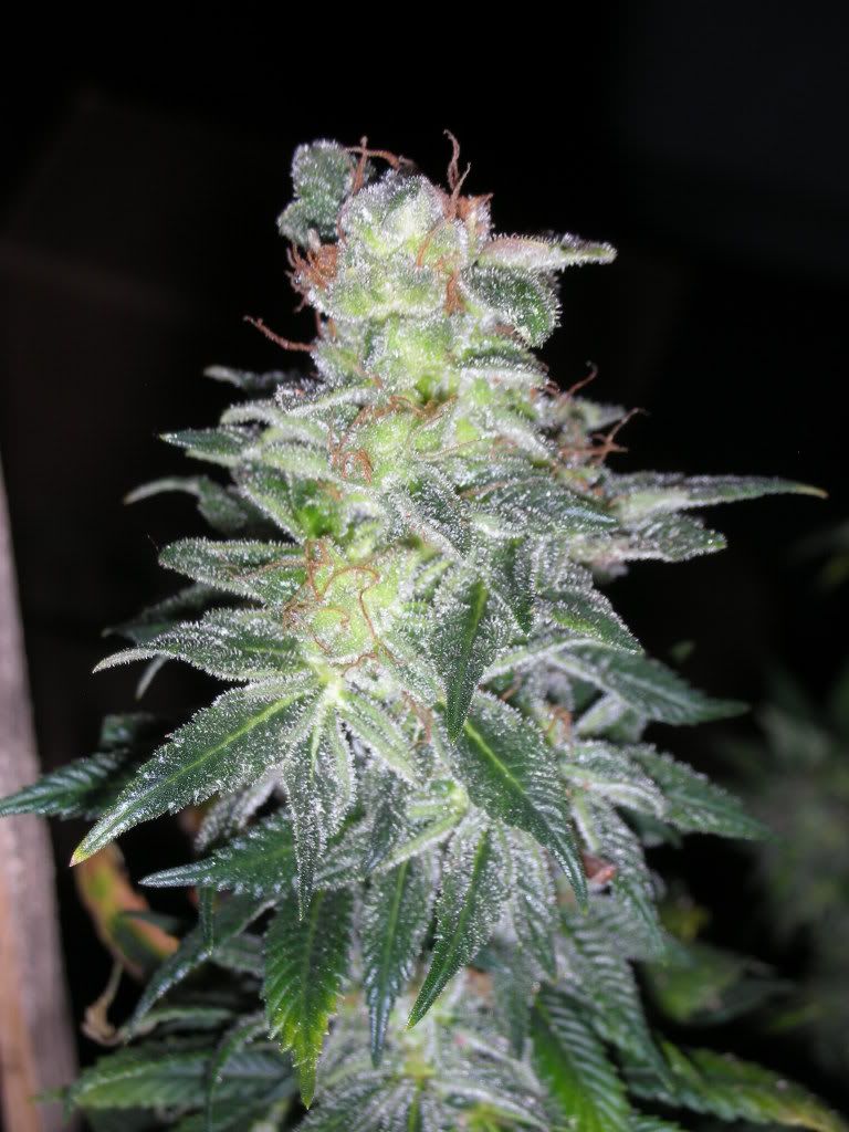 DSCN2528.jpg