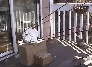 1239024473squirrelcatapn.gif