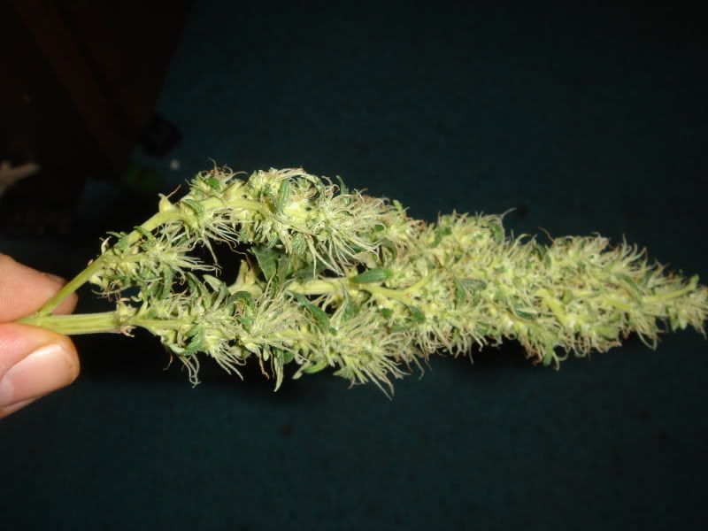 harvest008.jpg