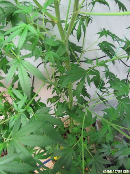 kushberry_stem.jpg