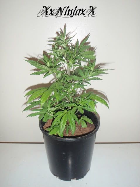 BC15thMay2010.jpg