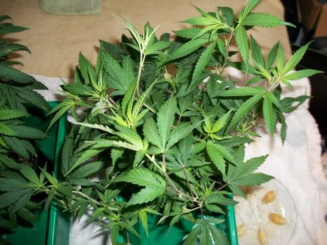 4-22-11019.jpg
