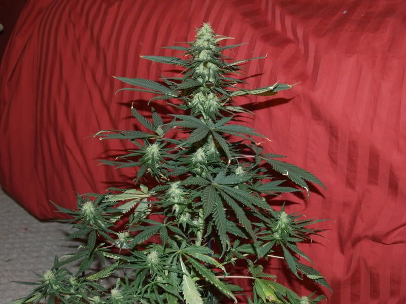3day30colas.jpg