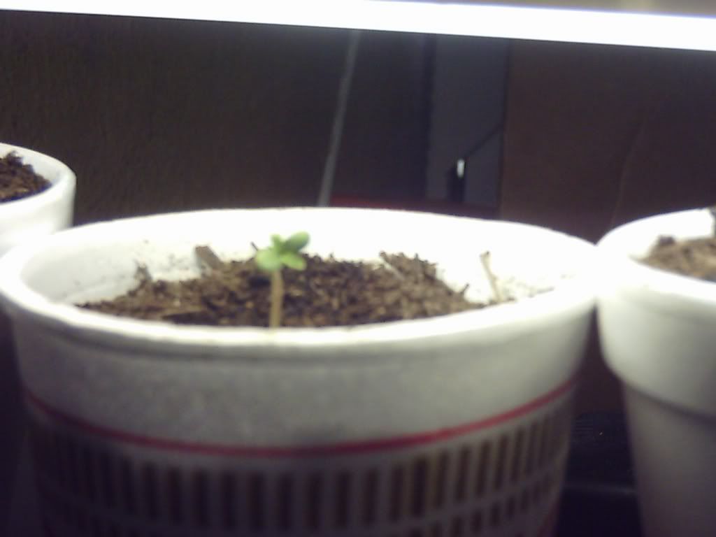 myplant22.jpg