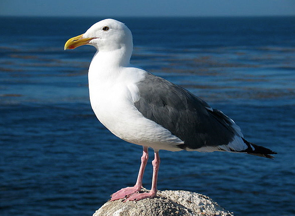 seagull.jpg