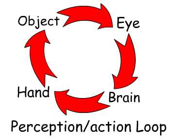percept_loop.jpg