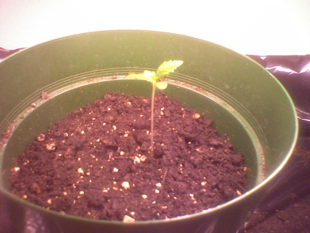 March232009Left.jpg