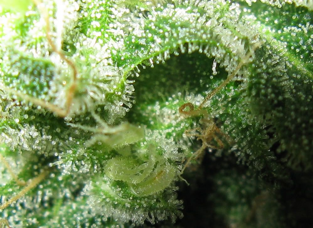 Macro1.jpg