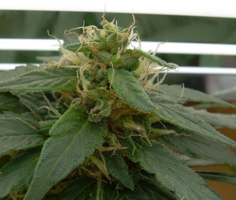 Strain.jpg