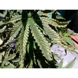 leaf1.jpg