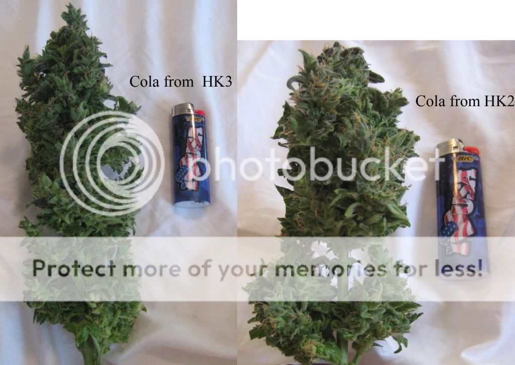 HKcolas.jpg