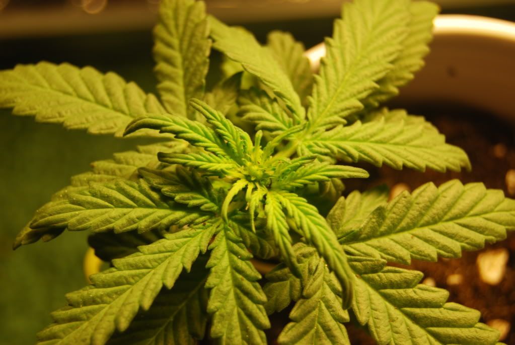 weed37007.jpg