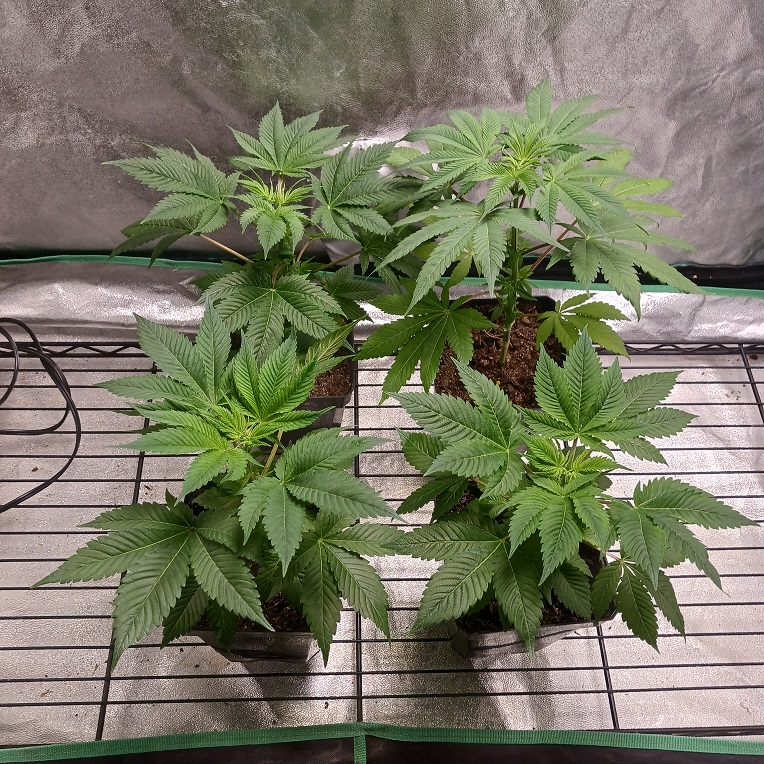 ledveg12142022.jpg