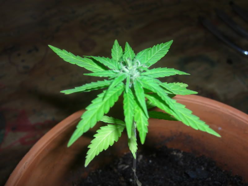 ganja.jpg