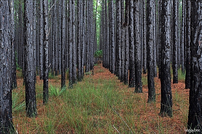 trees.jpg