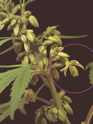 mjgrow10aa_01.jpg