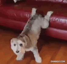 hump-dogs.gif