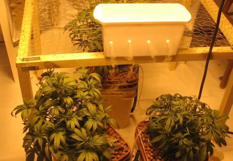 plants1aqc0.jpg