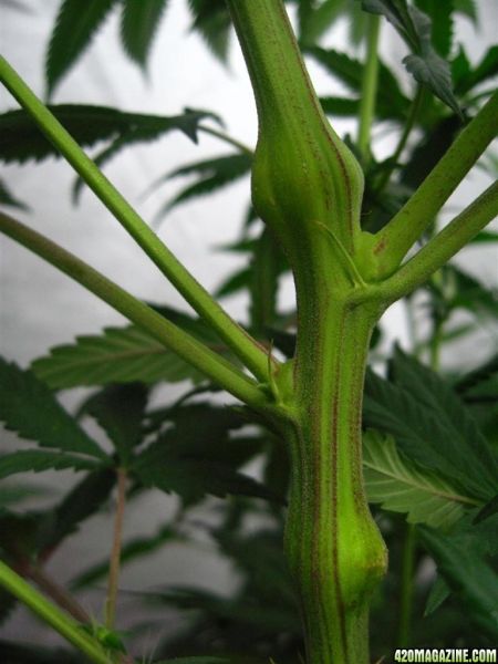 BB_CC_Grow_Update_Sep_13_25_.jpg