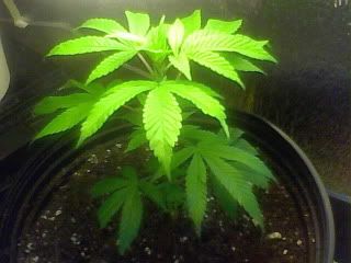11-15-09_154.jpg